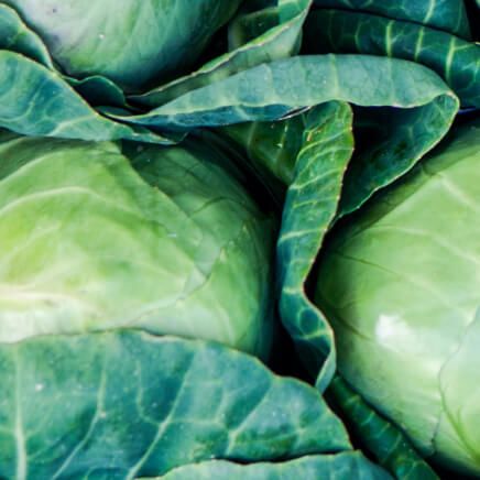 Food Ingredients™ Plant Protein